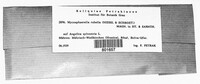 Mycosphaerella rubella image